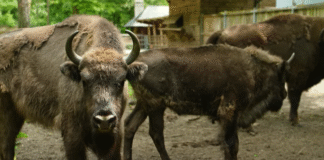 Tajemnice gołuchowskich żubrów