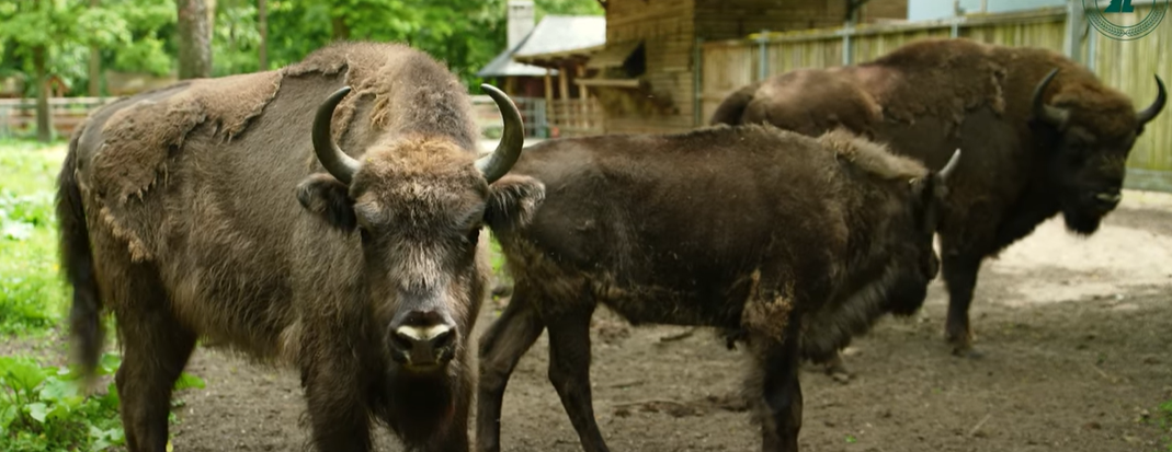Tajemnice gołuchowskich żubrów Tajemnice gołuchowskich żubrów