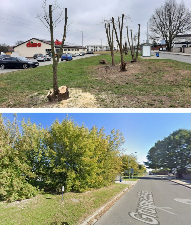 Barbarzyńskie podejście do miejskiej zieleni Barbarzyńskie podejście do miejskiej zieleni